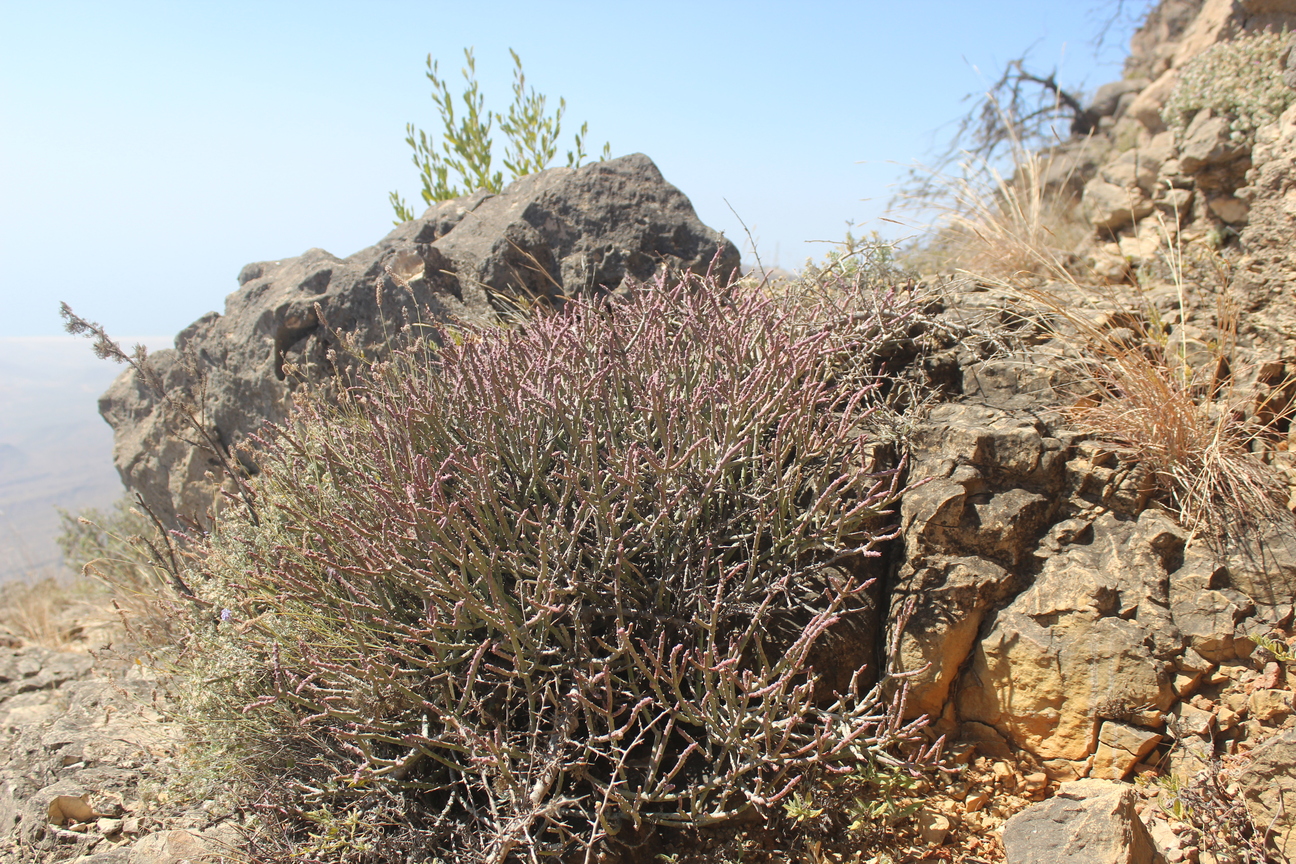 Plant Image